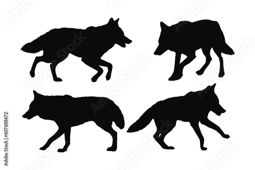 Wild coyote walking silhouette set vector on a white background. Carnivore wild wolf silhouette bundle design. Coyote walking and standing in different positions. Wolf full body silhouette collection.