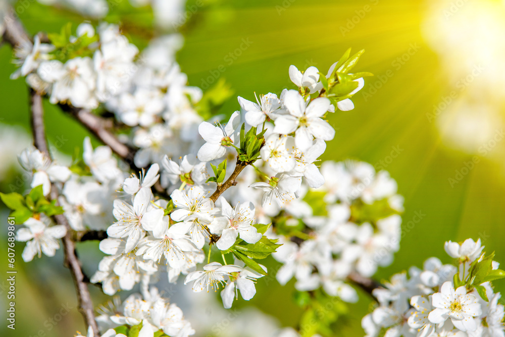 Cherry blossom branch in the garden in spring
Cherry blossom branch in the garden in spring