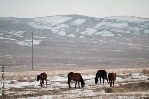 A group of horses grazing in a winter landscape. Almaty  Kazakhstan