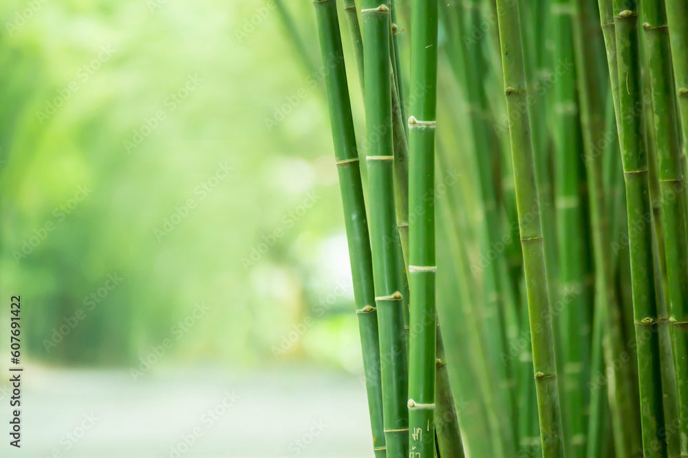 Obraz premium green bamboo forest