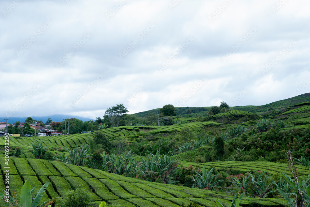 Tea Garden in the area of Mount Kerinci, Jambi, Indonesia