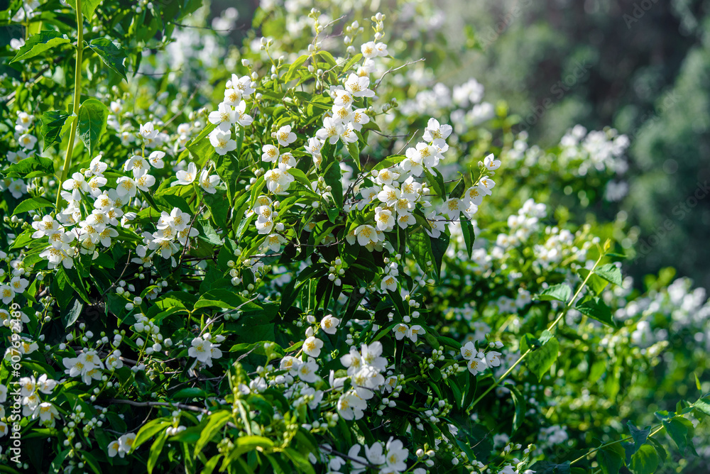 Jasmine blossom branch in the garden in spring
Jasmine blossom branch in the garden in spring