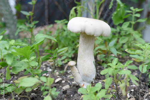 Fresh white mushroom on ground
