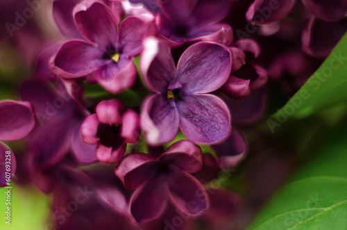 The purple lilac flowers with green leaves in a macro photo