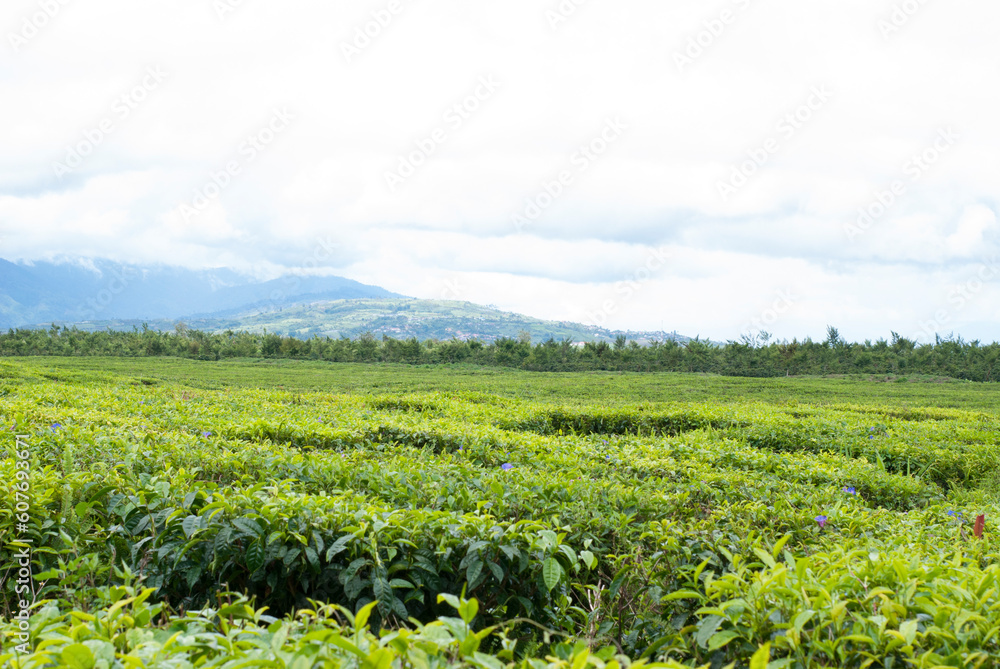 Tea Garden in the area of Mount Kerinci, Jambi, Indonesia