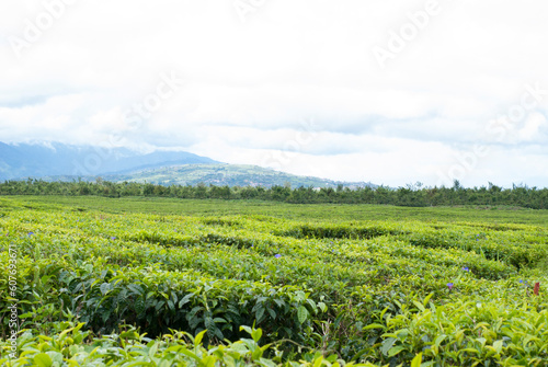 Tea Garden in the area of Mount Kerinci  Jambi  Indonesia