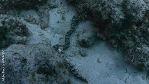 Wallpaper Mural Beautiful snowflake moray eel looking for prey in the reef crevices. Torontodigital.ca