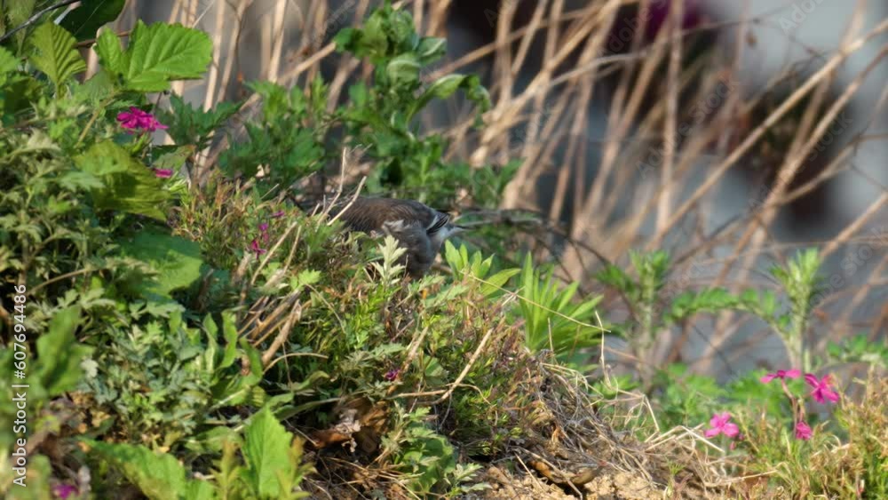 White-cheeked Starling or grey starling (Spodiopsar cineraceus) foraging in grass at sunset - close-up White-cheeked Starling or grey starling (Spodiopsar cineraceus) foraging in grass at sunset - close-up