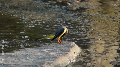 Male Grey Wagtail (Motacilla cinerea) Bird Preening Feathers, Scratches Head With Legs, Clear Tail and Wing Feathers Perched on Stone at Sunset by Fast Flowing Water Stream photo