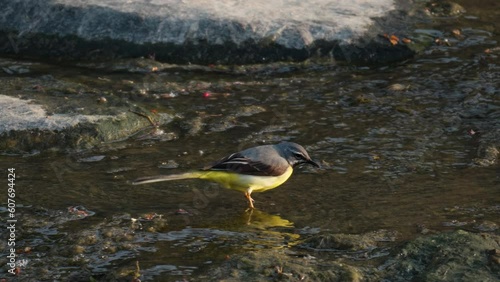 Male Grey Wagtail Feeding at Shallow Running Brook at Sunrise in Japan - Close-up Tracking motion photo