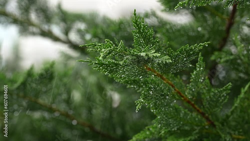 4K video with a rain over a green fence made of leyland cypress trees. Summer rain close up video. photo