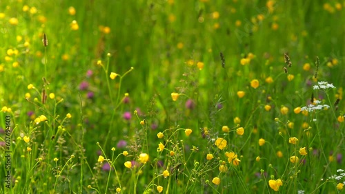 4k video with a lot of yellow spring flowers in a meadow landscape after a short rain. Beautiful floral field close up landscape video.