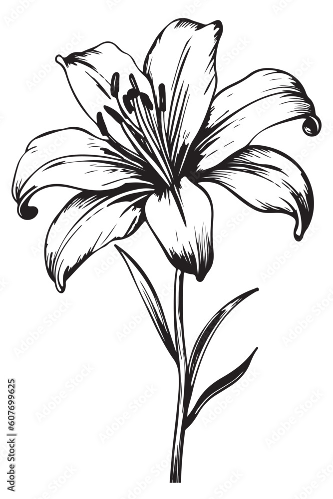 Fototapeta premium line design of lily flower