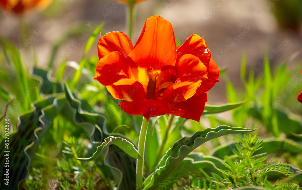 Wild Red Data Book tulips Greig in the fields of Kazakhstan. Spring flowers under the rays of sunlight. Beautiful landscape of nature. Hi spring. Beautiful flowers on a green meadow. Wild Red Data Book tulips Greig in the fields of Kazakhstan. Spring flowers under the rays of sunlight. Beautiful landscape of nature. Hi spring. Beautiful flowers on a green meadow.