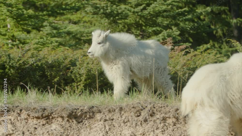 Playful young Mountain Goat near cliff in forest of Rocky Mountains. Playful young Mountain Goat near cliff in forest of Rocky Mountains.