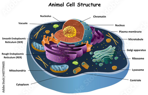 Diagram of animal cell for biology education