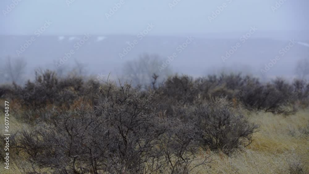 Spring Snow storm on Montana prairie blows snow across brush and grasses Spring Snow storm on Montana prairie blows snow across brush and grasses