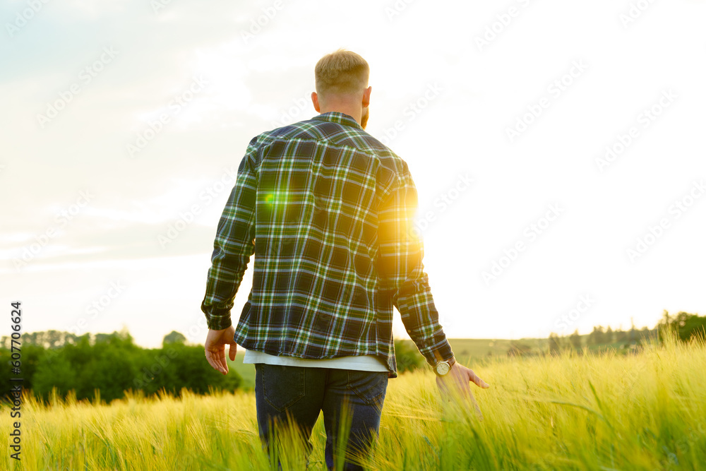 A man in a shirt and jeans walks through a field with wheat. Beautiful sunset
