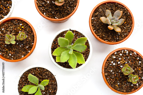 Succulent plant in pots on white background.