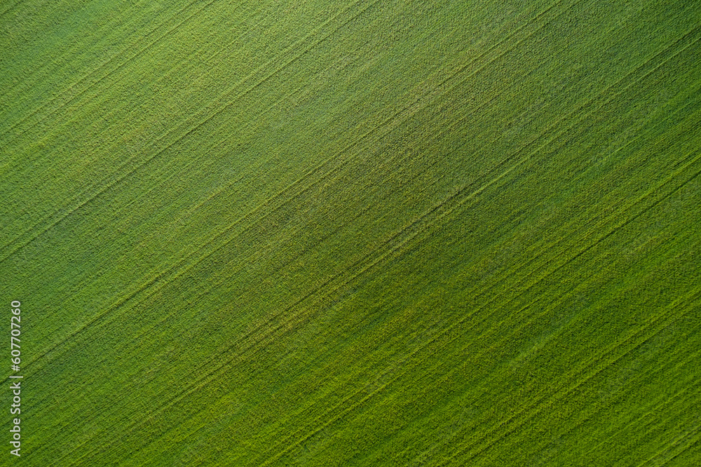 Green grass soccer field background. Aerial view of a grass plantation. Plantation green grass top view. Top view of the football field. Green grass soccer field background. Aerial view of a grass plantation. Plantation green grass top view. Top view of the football field.
