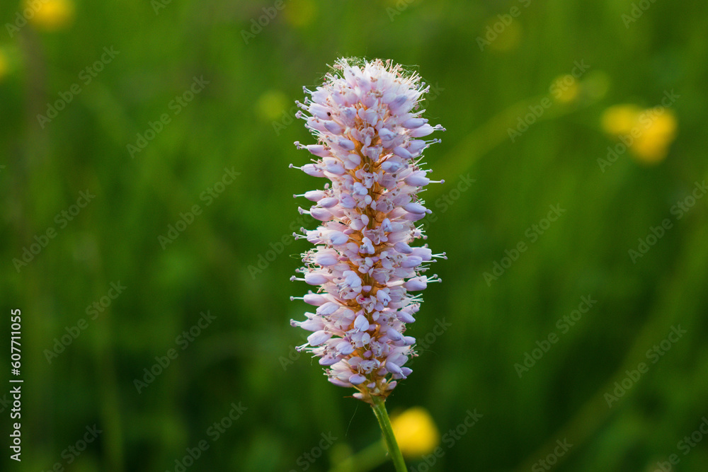 flowers in the field flowers in the field