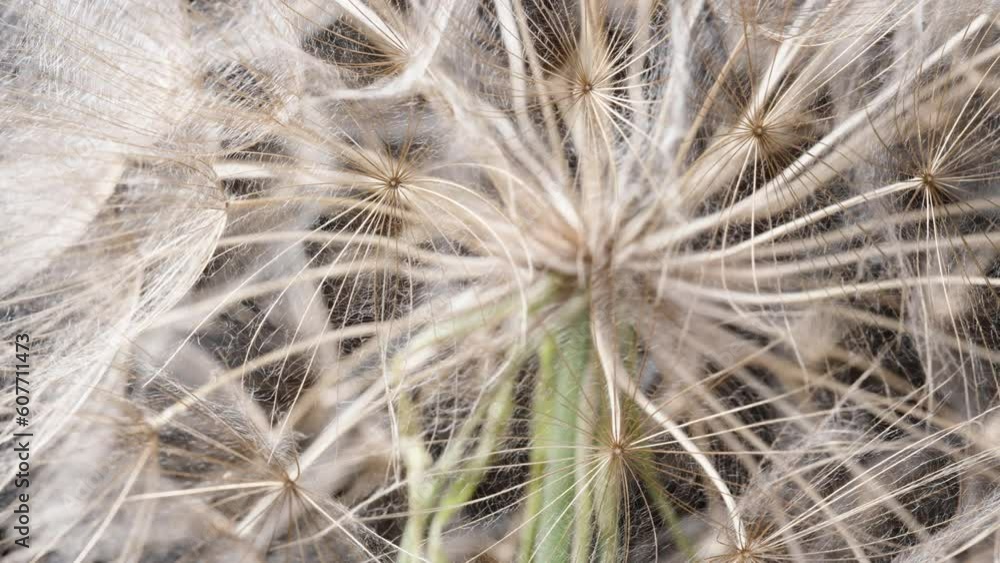 In super macro, the dandelion fluff, Tragopogon seeds, spin in a circular motion. In super macro, the dandelion fluff, Tragopogon seeds, spin in a circular motion.