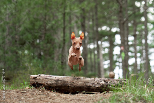 dog jumps front to the camera. Active American Hairless Terrier in nature