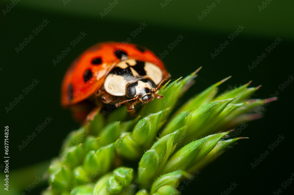 Fototapeta premium Beautiful Ladybug: Macro Wildlife Photography
