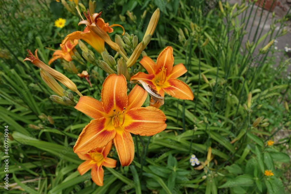 Bright orange flowers and buds of common daylily in mid June Bright orange flowers and buds of common daylily in mid June