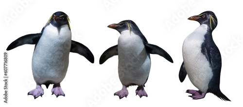 Northern rockhopper penguins photo