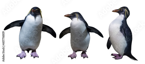 Northern rockhopper penguins