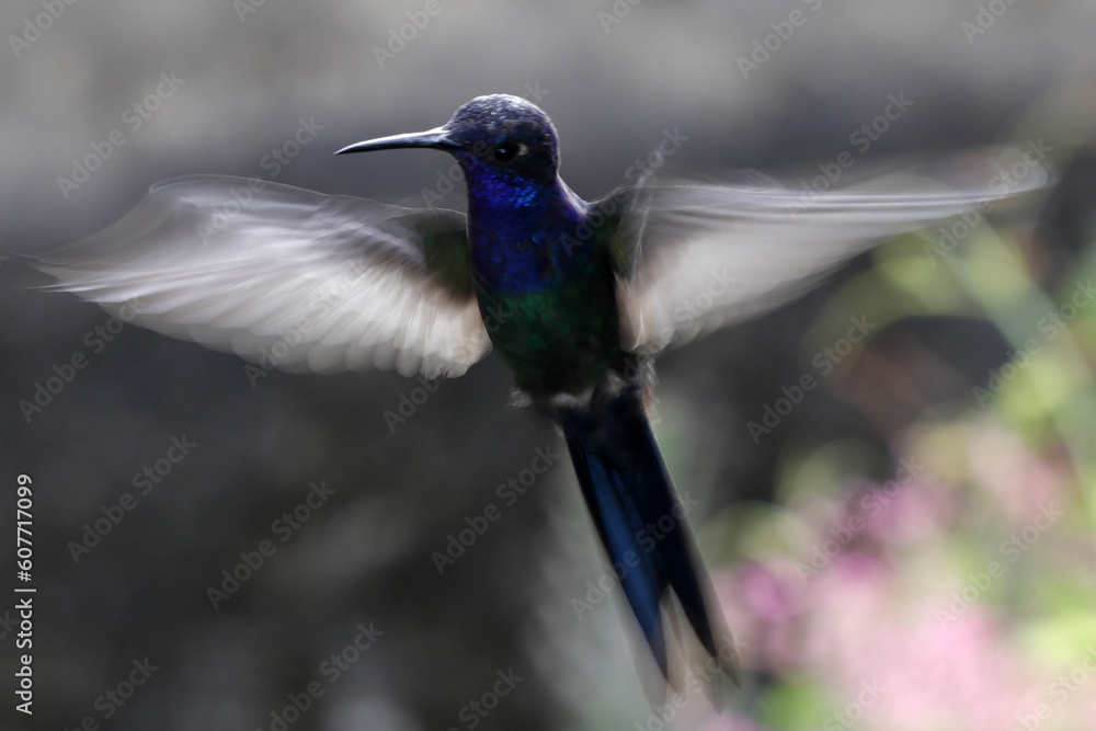 Obraz premium hummingbird in flight