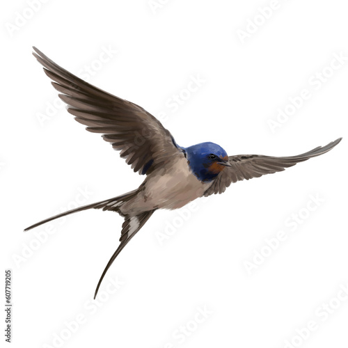 Flying Swallow. Watercolour illustration of a Flying Swallow. Idea for educational books, postcards, stickers, tattoo.