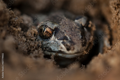 the look of a common spadefoot burrowing in the loose, damp sand, vertical pupil of the eye is visible, pelobates fuscus photo