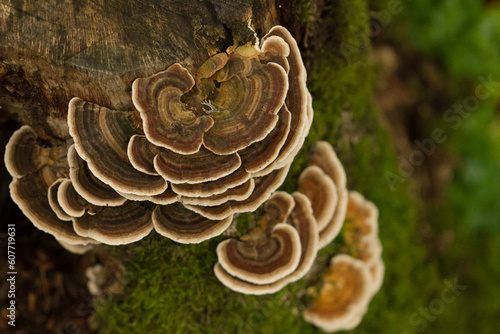 saproxylic mushrooms growing on the trunk of a dead tree