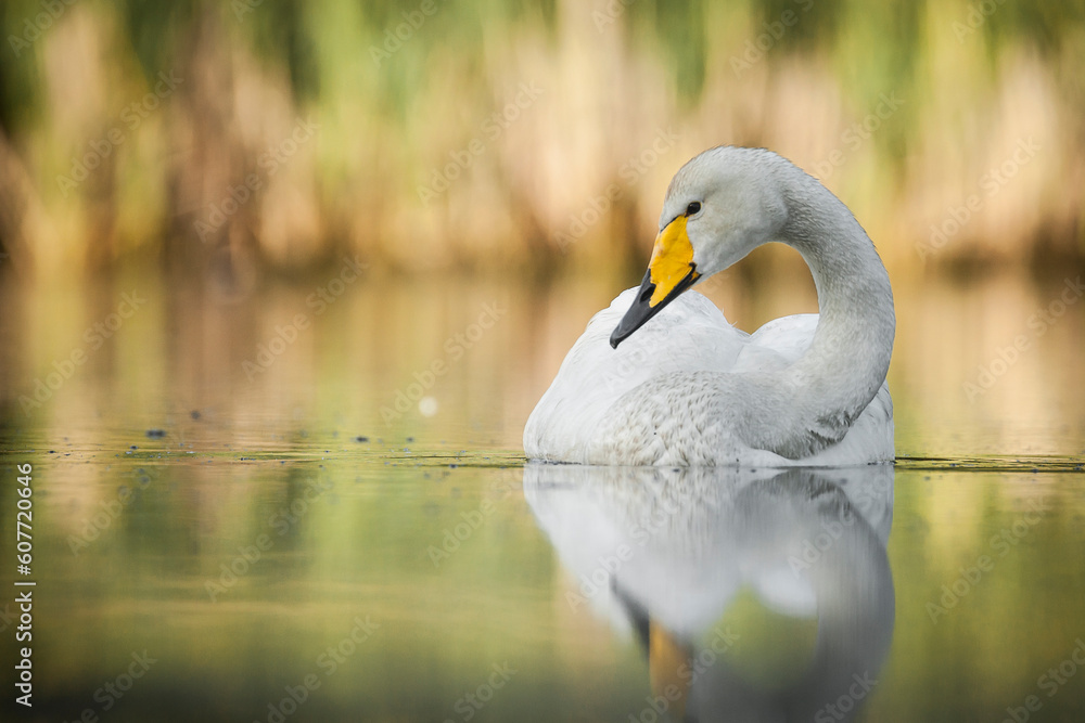 Ταπετσαρία whooper swan floating on the surface of a lake surrounded by reeds, cygnus cygnu