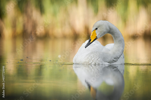 whooper swan floating on the surface of a lake surrounded by reeds, cygnus cygnus photo