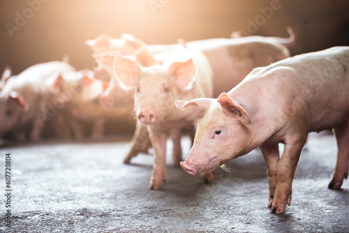 pig farming industry fattening pigs for consumption of meat , Pork is the food of the world's population.