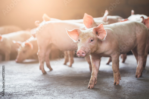 Obraz na plátně pig farming industry fattening pigs for consumption of meat , Pork is the food of the world's population