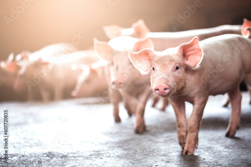 pig farming industry fattening pigs for consumption of meat , Pork is the food of the world's population Fototapet