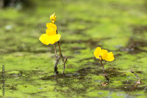 yellow flowers of Utricularia vulgaris, greater bladderwort, common bladderwort