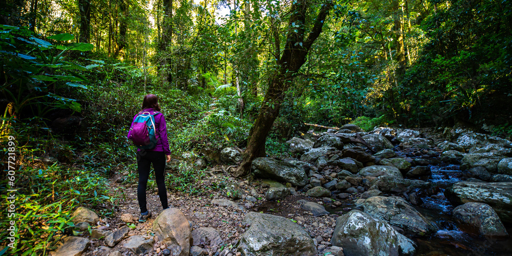 Beautiful girl hikes in magical Gondwana rainforest Warrie Circuit trail in Springbrook National Park, Gold Coast, Queensland, Australia