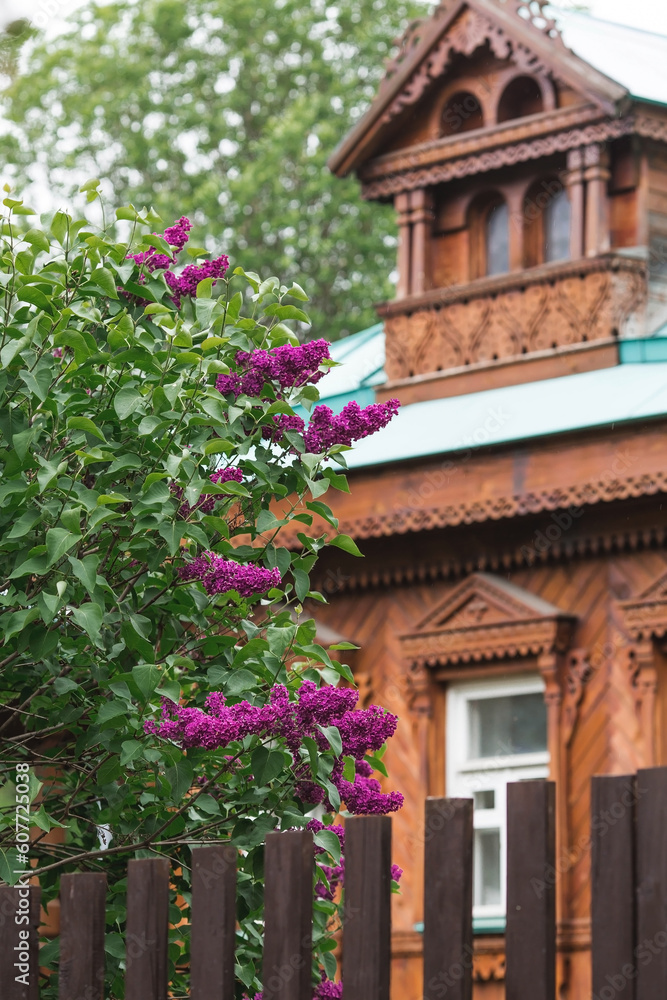 Fluffy, blooming bright lilac at the old Russian wooden house under the window. Beautiful floral background. Large clusters of lilac.
