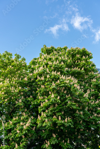 Close-up of a  beautiful flowering horse chestnut tree against a blue sky