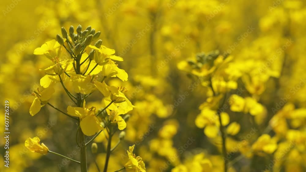 Blooming canola on a sunny day. Blooming canola on a sunny day.