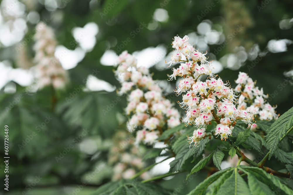 Chestnut branches and flowers. A flowering tree in spring. Close-up. Background of flowers and leaves. A blooming chestnut tree. Chestnut branches and flowers. A flowering tree in spring. Close-up. Background of flowers and leaves. A blooming chestnut tree.