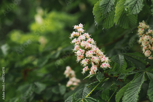Chestnut branches and flowers. A flowering tree in spring. Close-up. Background of flowers and leaves. A blooming chestnut tree.