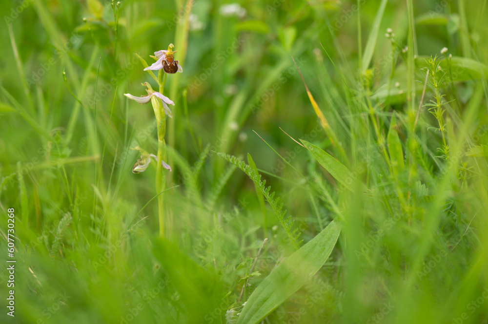 beautiful rare orchid plant Ophrys apifera, bee orchid on a meadow in Moravia in the Czech Republic beautiful rare orchid plant Ophrys apifera, bee orchid on a meadow in Moravia in the Czech Republic