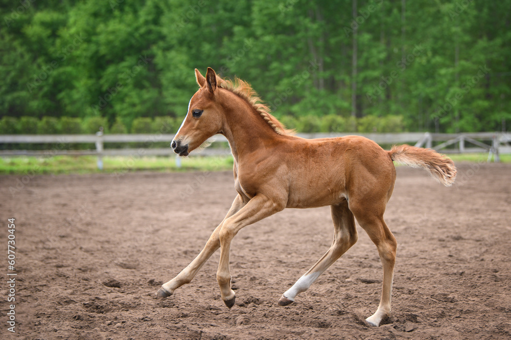 happy chestnut foal running on a field in summer happy chestnut foal running on a field in summer