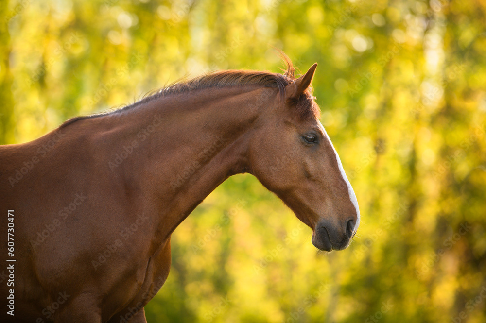 Fototapeta premium beautiful chestnut horse portrait outdoors at sunset